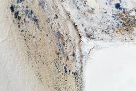 Best Environmental Consulting for Mold Prevention in USA